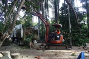 tree service on the sunshine coast